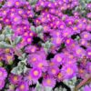 Oscularia deltoides “Piedra de la luna”