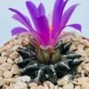Ariocarpus kotschoubeyanus