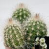 Thrixanthocereus blossfeldiorum