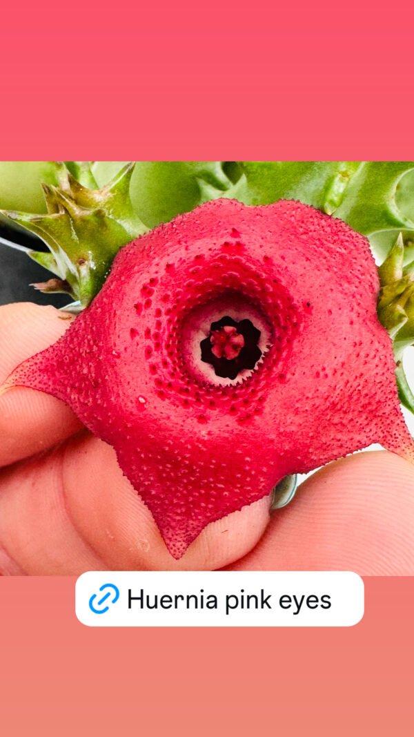 Huernia pink eyes