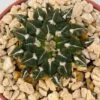 Ariocarpus kotschoubeyanus - Imagen 2