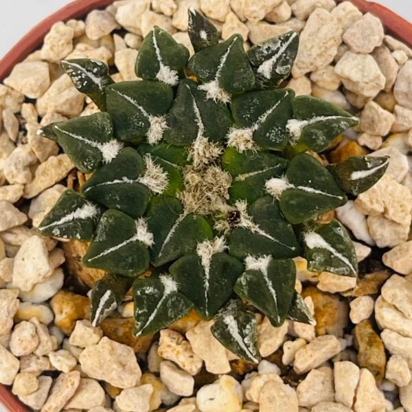 Ariocarpus kotschoubeyanus - Imagen 2
