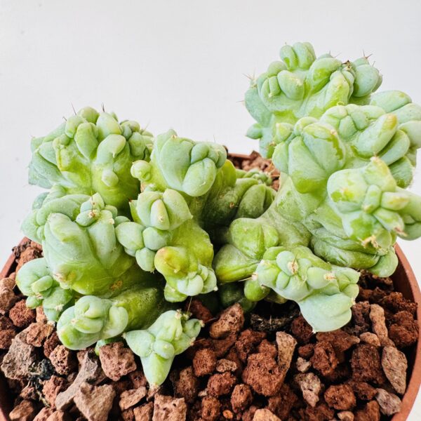 Myrtillocactus geometrizans monstruosa - Imagen 8