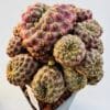 Sulcorebutia rauschii cv “Yellow spines”