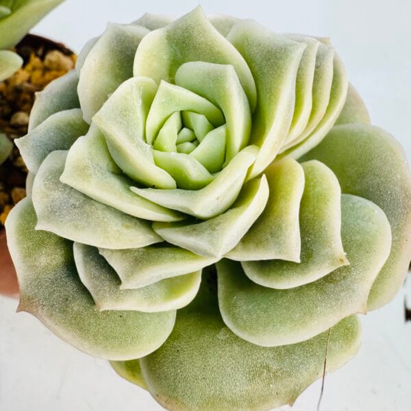 Graptoveria “Lovely rose” - Imagen 4