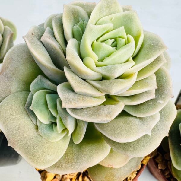 Graptoveria “Lovely rose” - Imagen 5