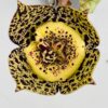 Stapelia mutabilis