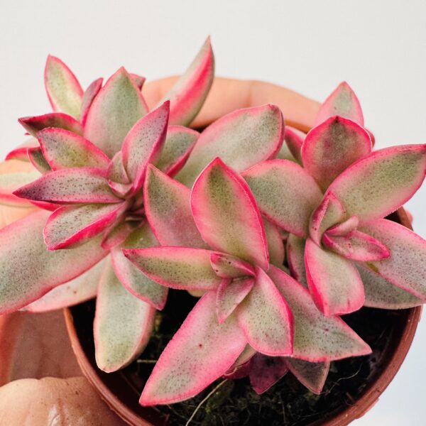 Crassula candy cane