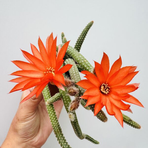 Chamaecereus Luisramirezii