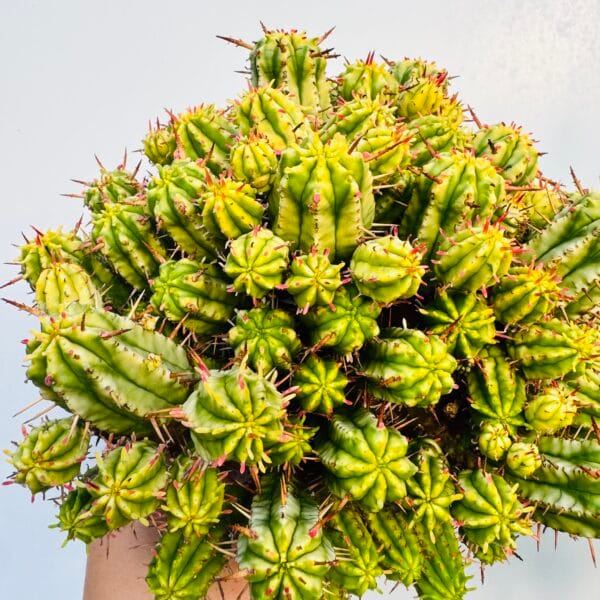 Euphorbia agregata variegata - Imagen 3
