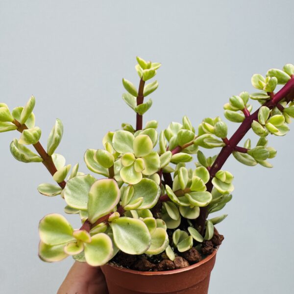 “Árbol de la abundancia” Portulacaria afra variegata
