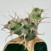 Euphorbia ponderosa