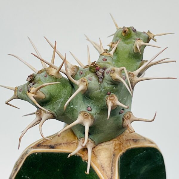 Euphorbia ponderosa 1