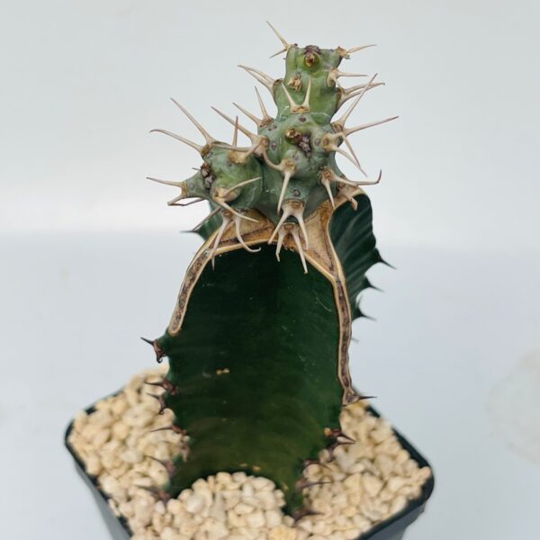 Euphorbia ponderosa 2