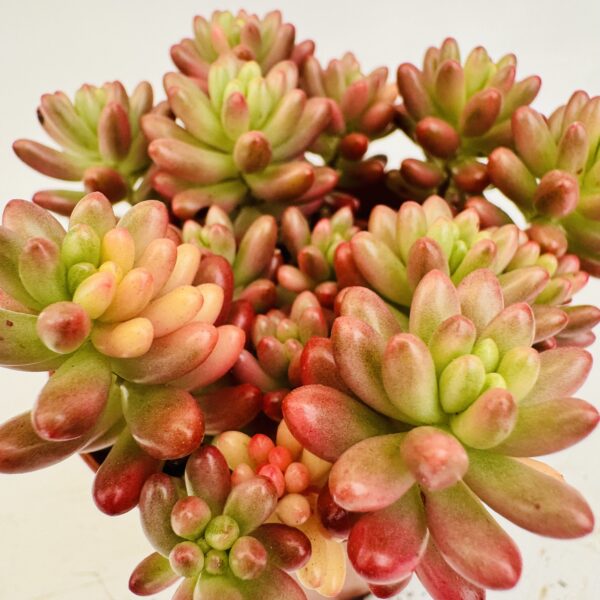 Sedum rubrotinctum aurora - Imagen 3