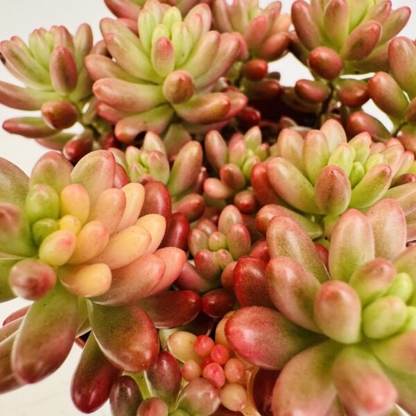 Sedum rubrotinctum aurora - Imagen 4