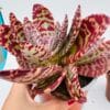 Kalanchoe zebra