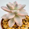 Graptoveria titubans variegata - Imagen 5