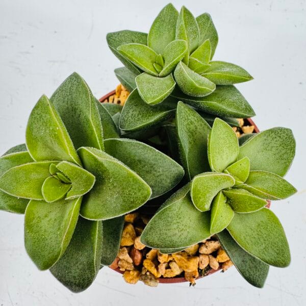 Crassula springtime - Imagen 3