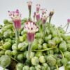 “Rosario” Senecio rowleyanus variegata