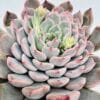 Echeveria pink zaragoza