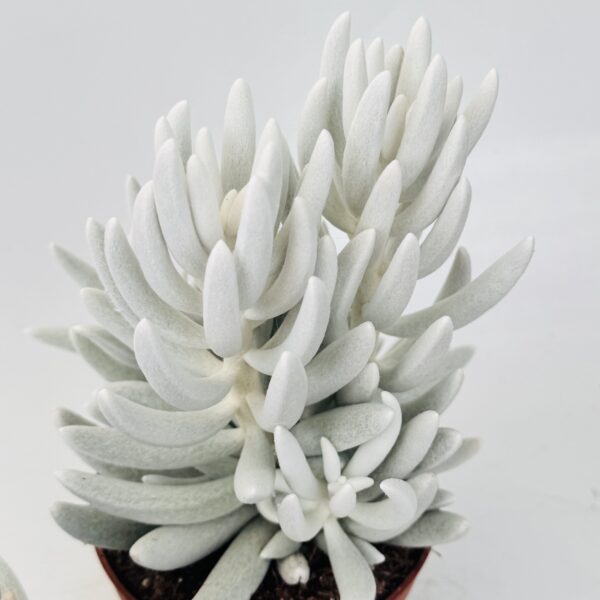 Senecio mont blanc - Imagen 7