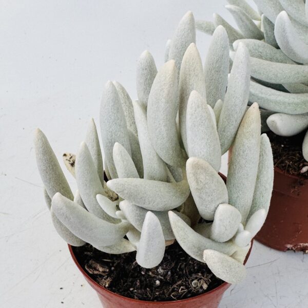Senecio mont blanc - Imagen 6