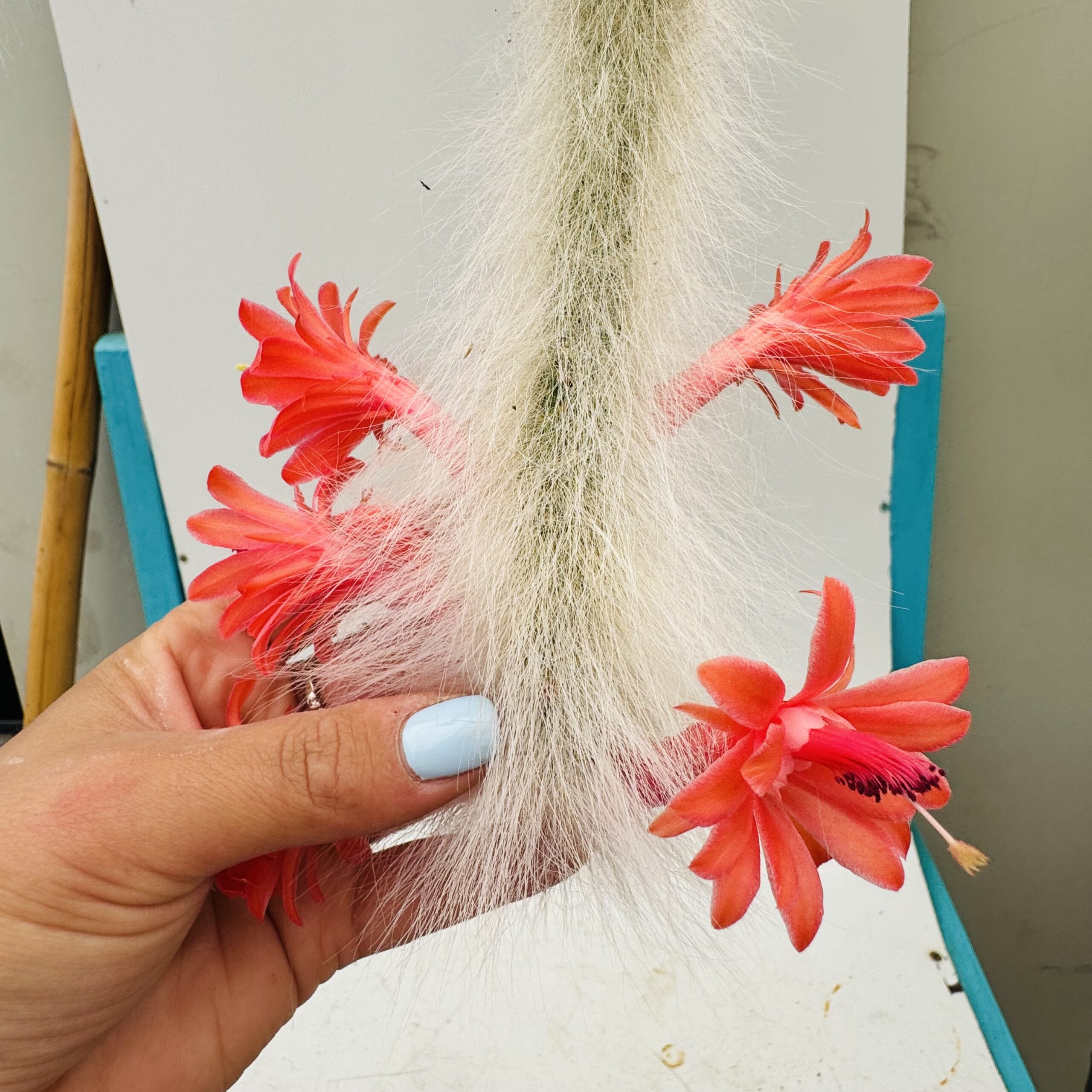 Cola De Mono Verdadera Hildewinthera Colademononis  Cactus Coleccin