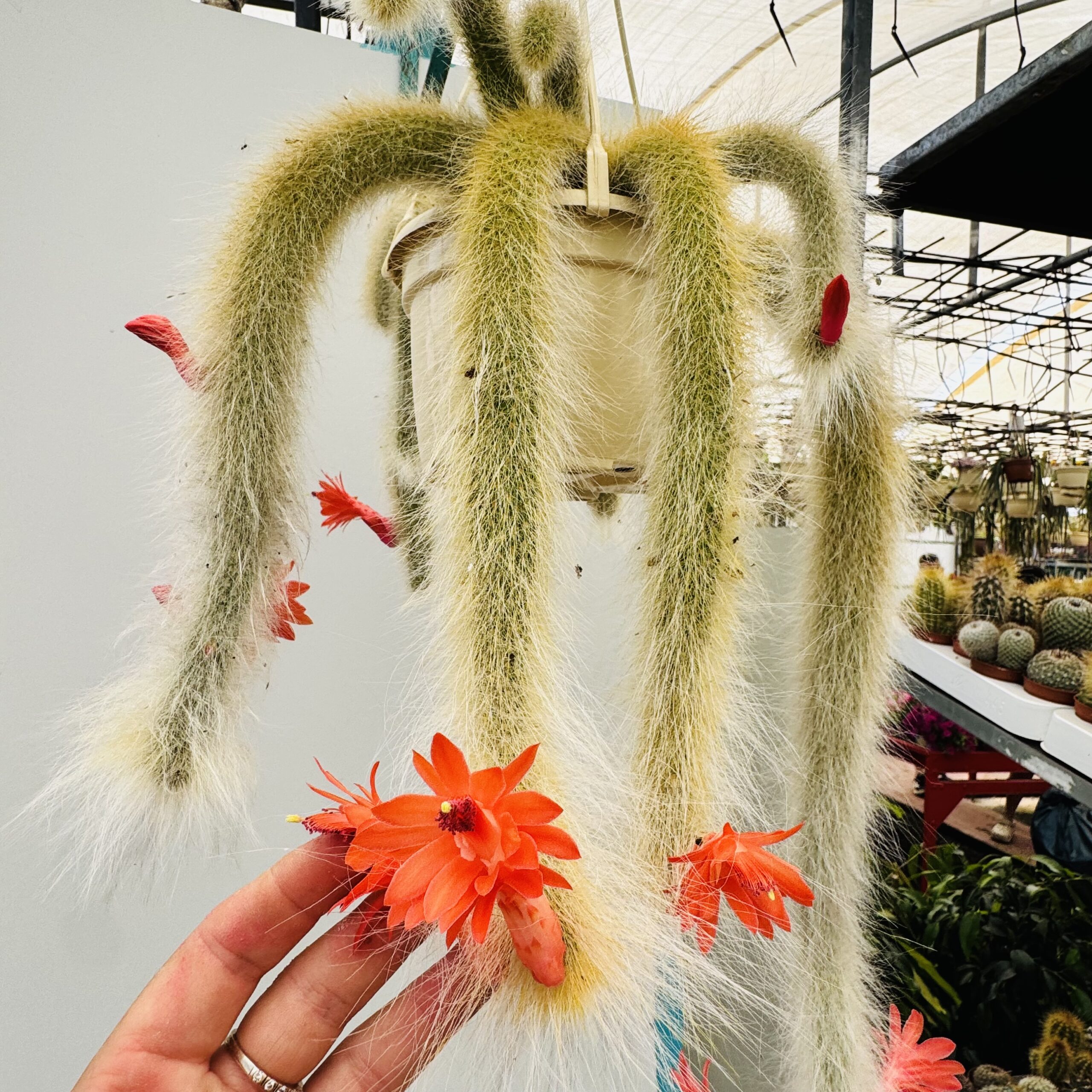 Cola De Mono Verdadera Hildewinthera Colademononis  Cactus Coleccin