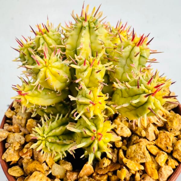 Euphorbia agregata variegata - Imagen 4