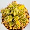 Euphorbia agregata variegata