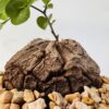 Dioscorea elephantipes “Caparazón de tortuga”