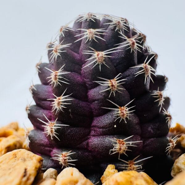 Rebutia pygmaea