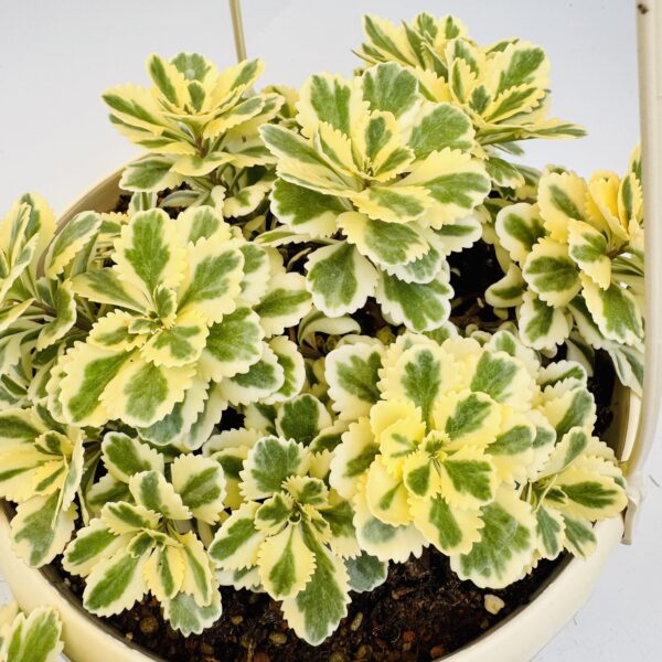 Sedum takesimense Atlantis variegata