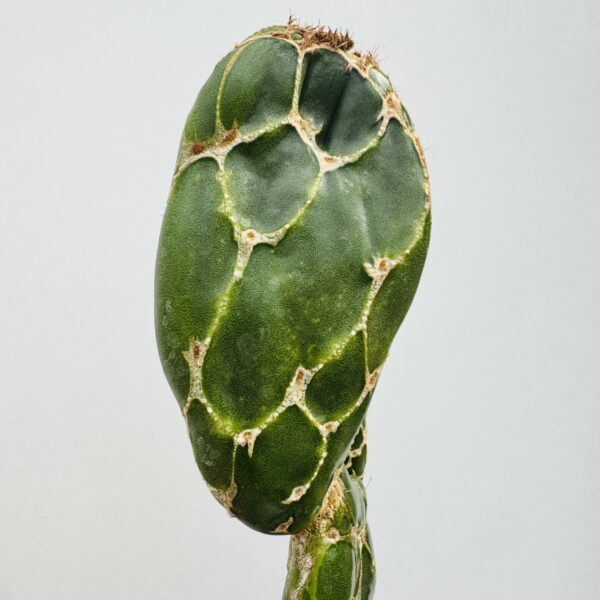 Opuntia cobra - Imagen 3
