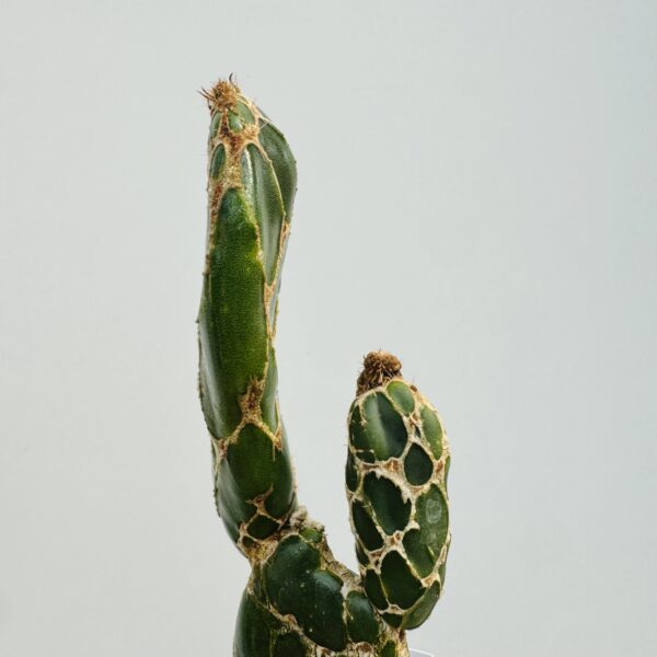 Opuntia cobra - Imagen 6