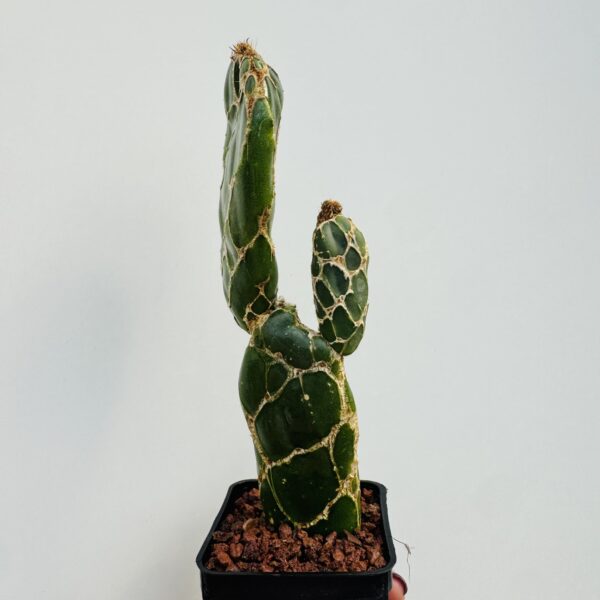 Opuntia cobra - Imagen 5