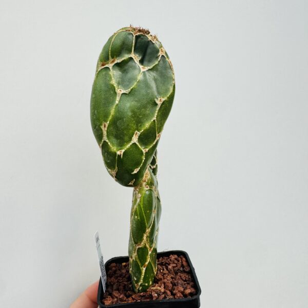 Opuntia cobra - Imagen 9