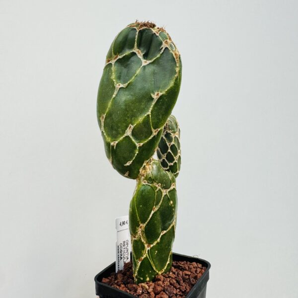 Opuntia cobra - Imagen 7