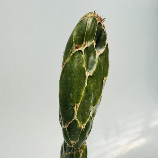 Opuntia cobra - Imagen 8