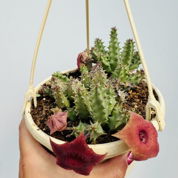 Huernia pink eyes - Imagen 4