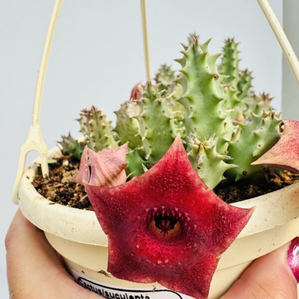 Huernia pink eyes - Imagen 7