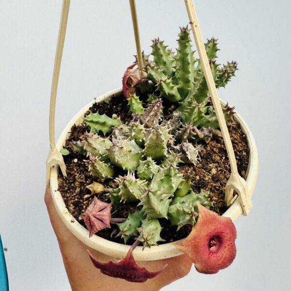 Huernia pink eyes - Imagen 5