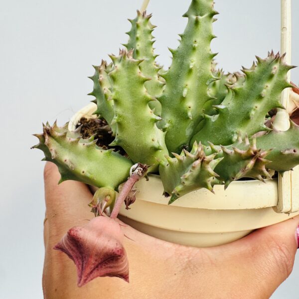 Huernia pink eyes - Imagen 6