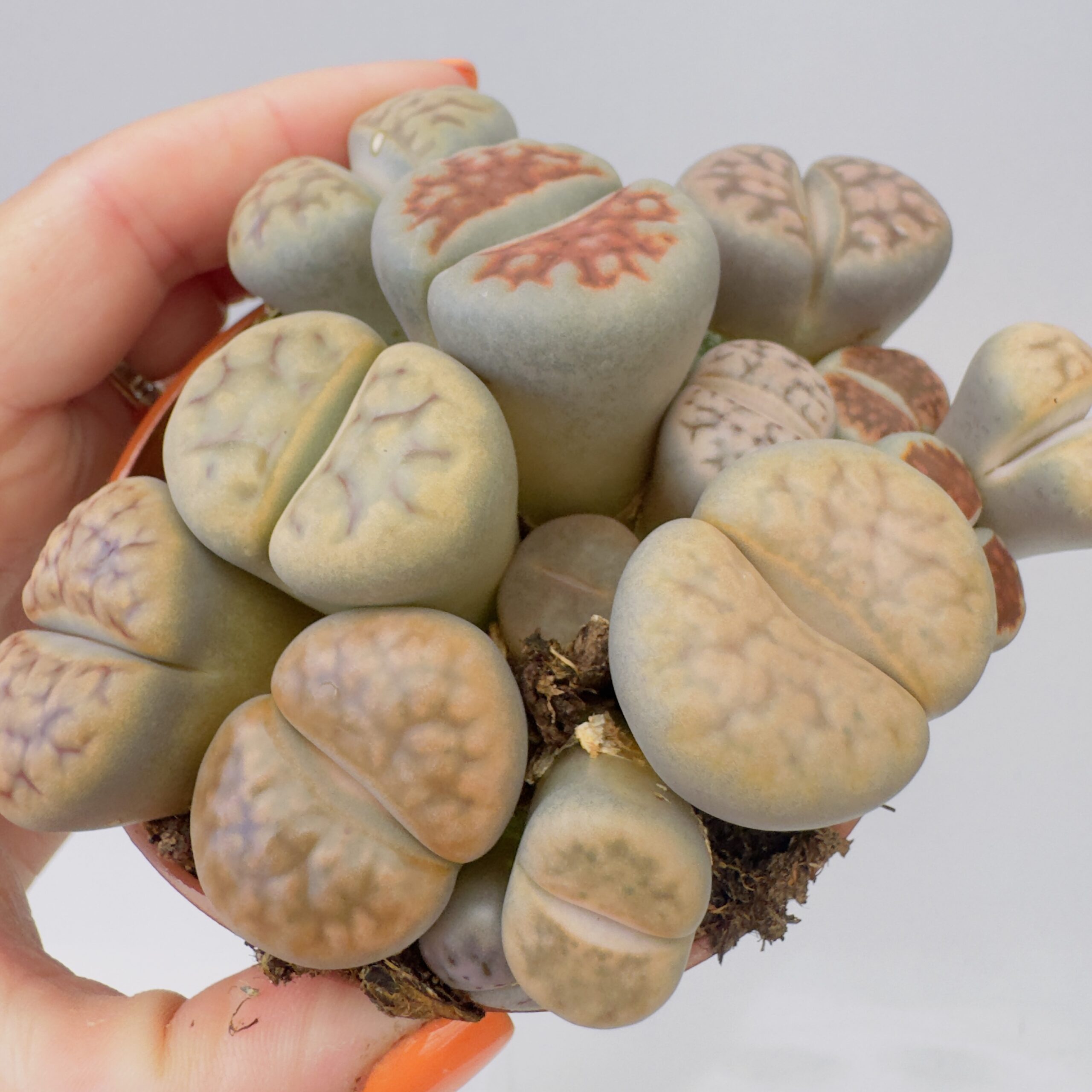 Lithops “cactus piedra” - Imagen 8