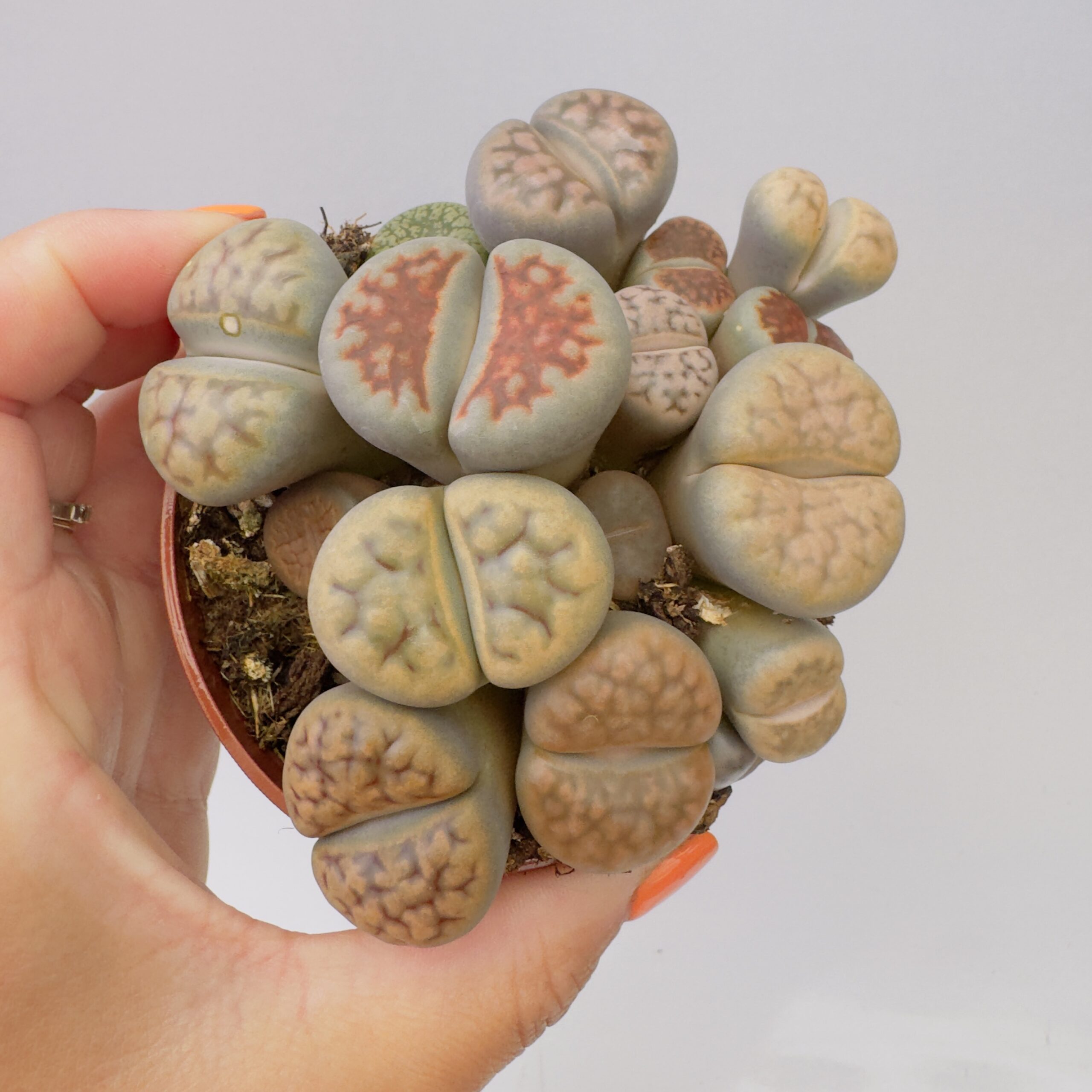 Lithops “cactus piedra” - Imagen 9