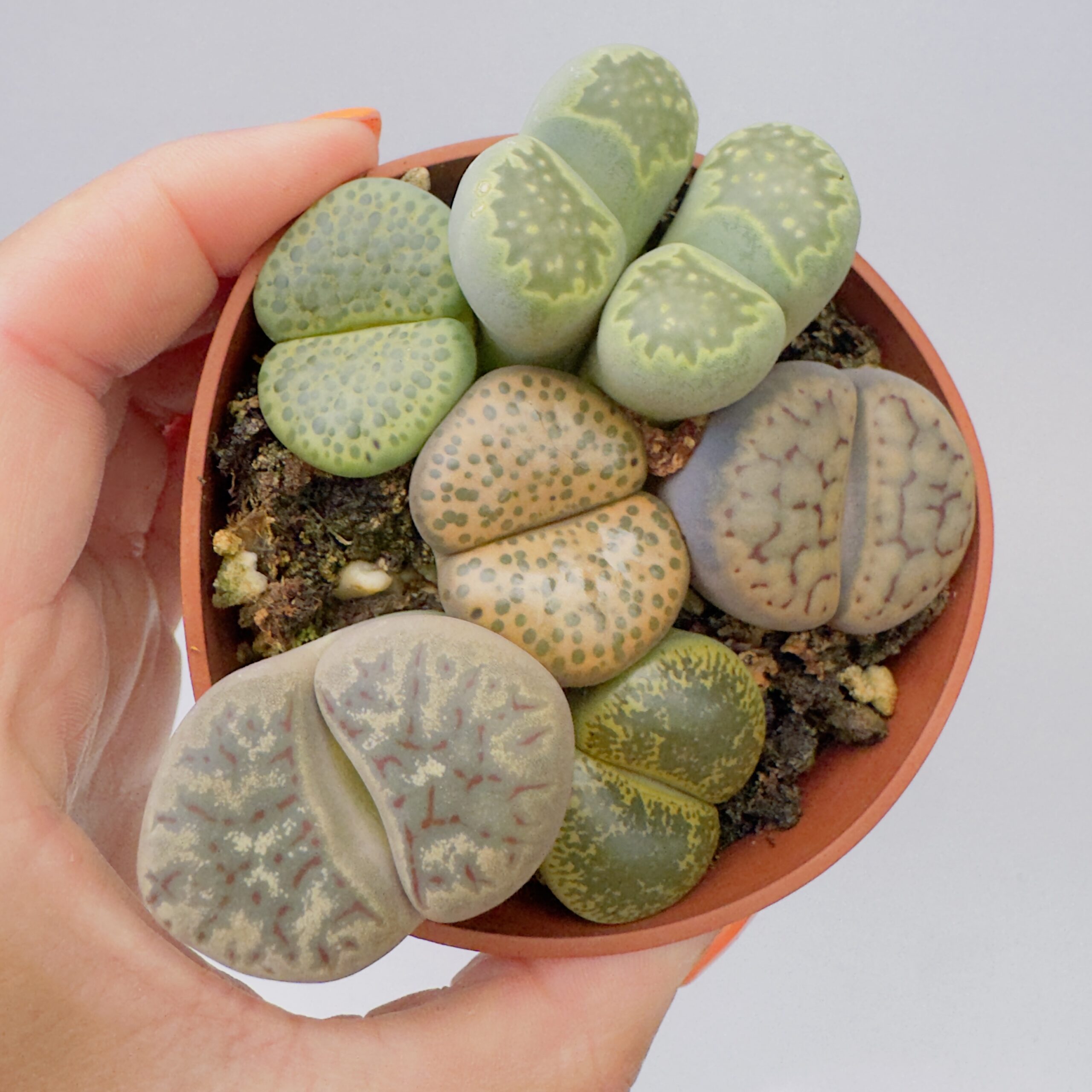 Lithops “cactus piedra” - Imagen 7