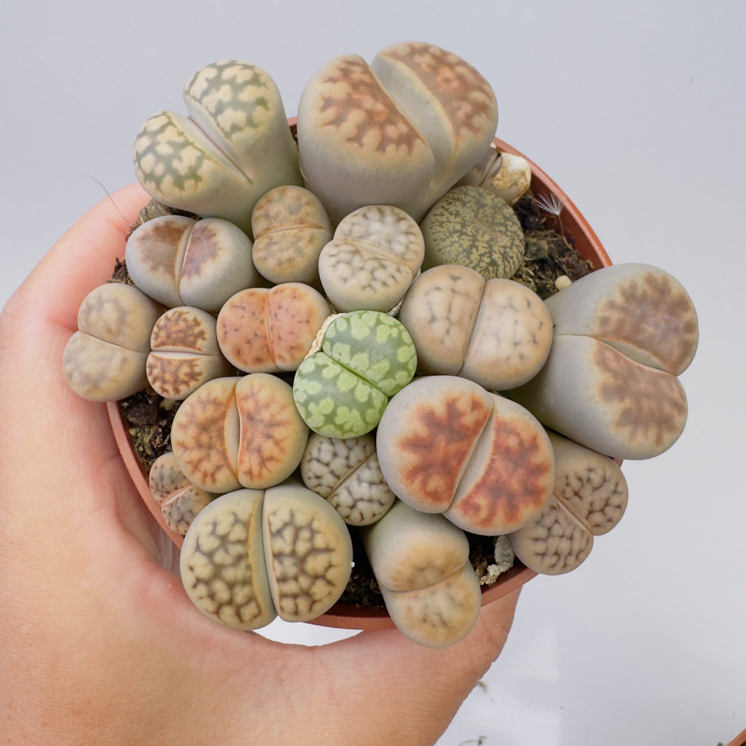 Lithops “cactus piedra”