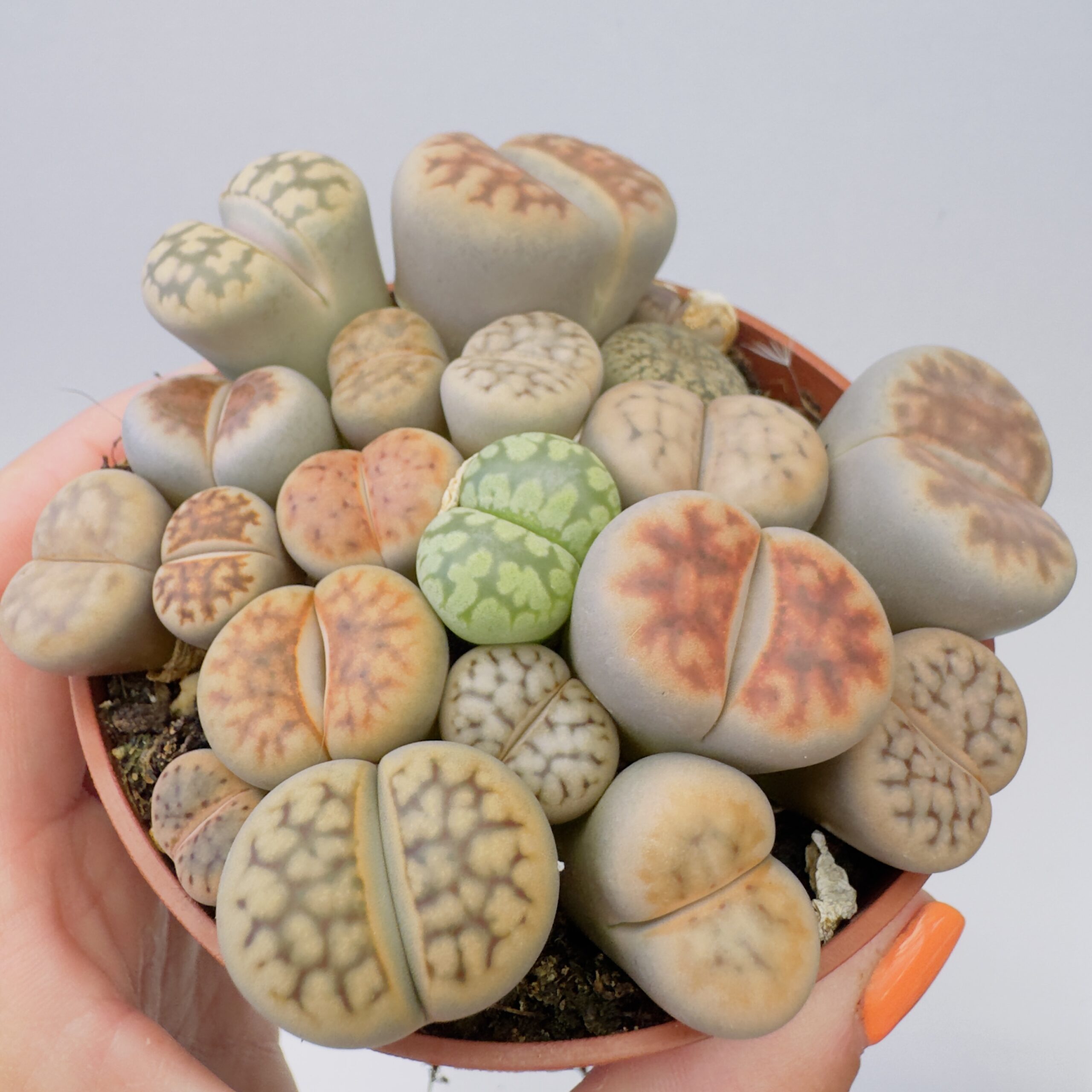 Lithops “cactus piedra” - Imagen 3