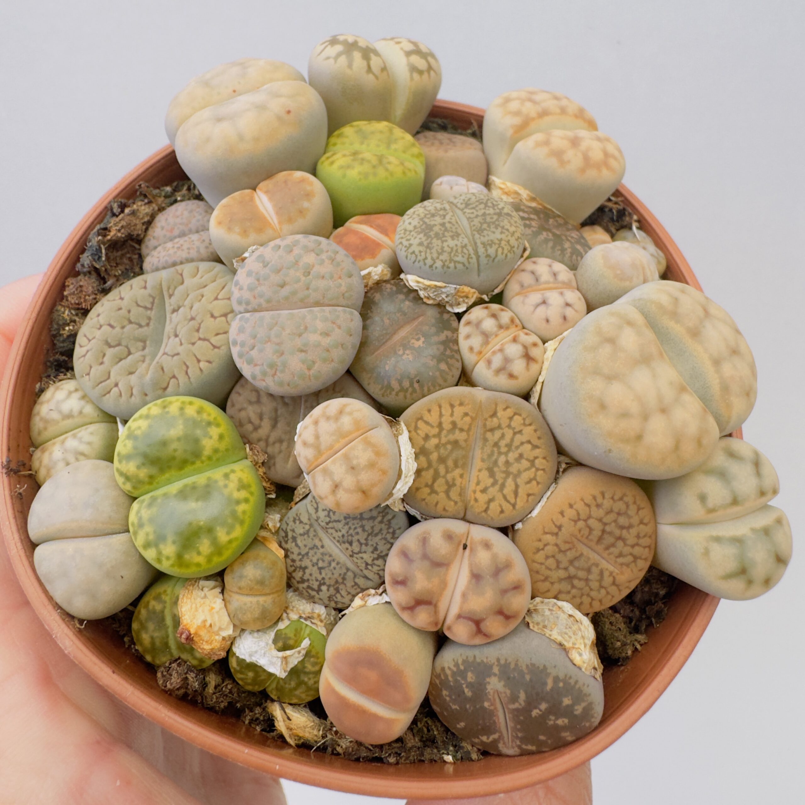 Lithops “cactus piedra” - Imagen 4